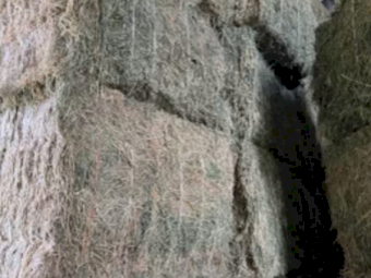 30mt Lucerne Hay 630kg 8x4x3 Bales