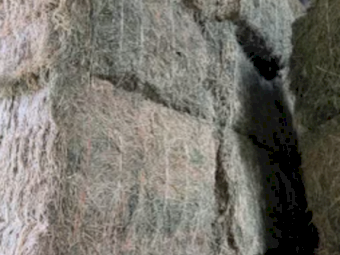 22mt Lucerne Hay 630kg 8x4x3 Bales