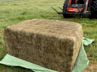 124mt Lucerne Haylage 620kg 6x4x3 Bales
