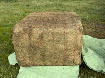 124mt Lucerne Haylage 620kg 6x4x3 Bales