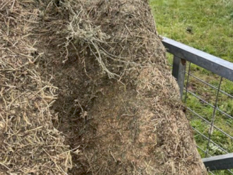 124mt Lucerne Haylage 620kg 6x4x3 Bales