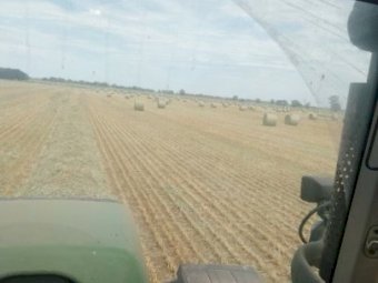 23 Season Forage Barley Hay 5 x 4 Rolls