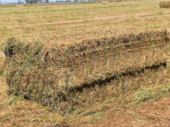 100mt Vetch Hay 650-700kg 8x4x3 Bale (23/24 Season)
