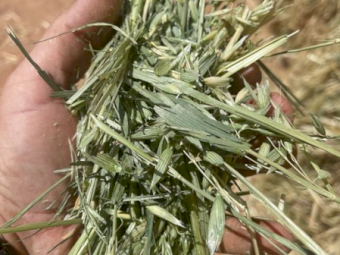 500mt Oaten Hay 650kg 8x4x3 Bales