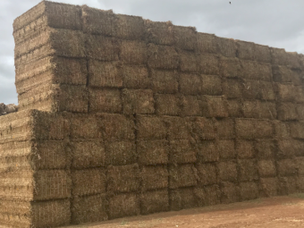 100mt Vetch Hay 650-700kg 8x4x3 Bale (23/24 Season)