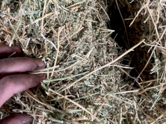 630 Small Square Bales of 2nd Cut Lucerne Hay