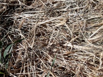820mt Pasture Hay 8x4x3 Large Square Bales
