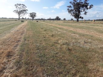 820mt Pasture Hay 8x4x3 Large Square Bales
