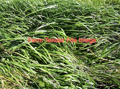 Treposno Cocksfoot Pasture Seed