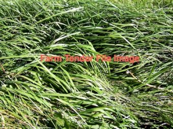 Treposno Cocksfoot Pasture Seed