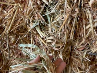 35MT Sorghum Hay 8X4X3 Large Square Bales