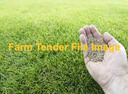 Turf Seed