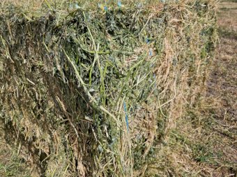 Vetch Hay 23/24 Season