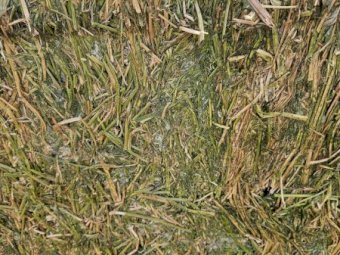 Vetch Hay 23/24 Season