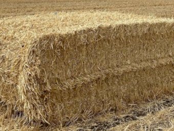 New Season Header Trail Barley Straw