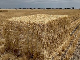 New Season Header Trail Barley Straw
