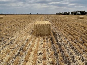 New Season Header Trail Barley Straw
