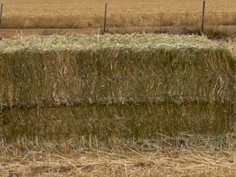 Wheaten Hay 8x4x3 Bales
