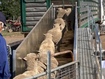 8 Metre Mobile Sheep Ramp - To be ready for collection December 2023.