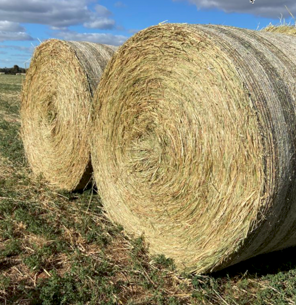 60 X Oaten Lucerne And Pasture Hay 5x4 Rolls Farm Tender