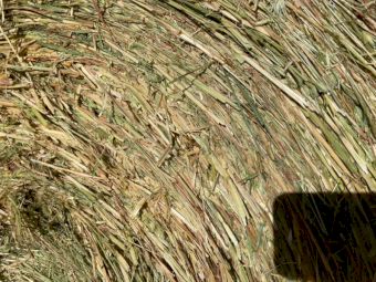 60 x Oaten Lucerne and Pasture Hay 5x4 Rolls