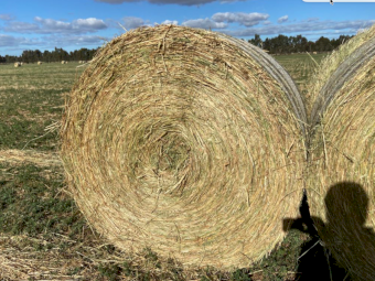 60 x Oaten Lucerne and Pasture Hay 5x4 Rolls