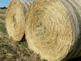 60 x Oaten Lucerne and Pasture Hay 5x4 Rolls