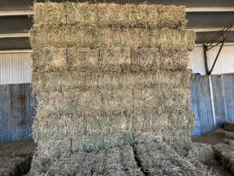 340 X Lucerne Hay Small Square Bales (23/24 Season)