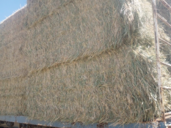 150mt Wheaten and Ryegrass Hay 650kg 8x4x3 Bales