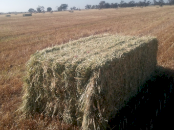 150mt Wheaten and Ryegrass Hay 650kg 8x4x3 Bales