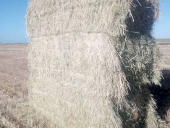 150mt Wheaten and Ryegrass Hay 650kg 8x4x3 Bales