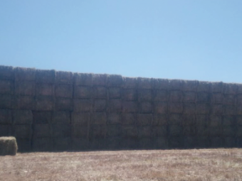 150mt Wheaten and Ryegrass Hay 650kg 8x4x3 Bales