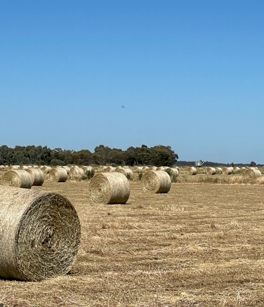 200mt Clover Hay 5x4 Round Bales