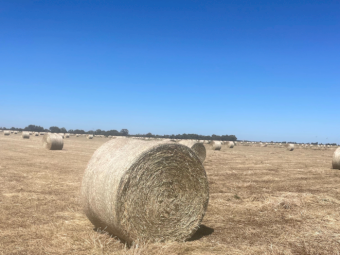 200mt Clover Hay 5x4 Round Bales