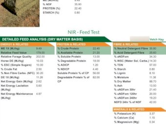 Vetch Hay 8x4x3 Bales