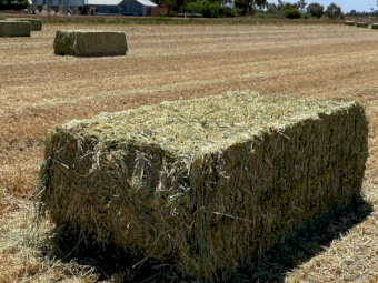 185mt Wheaten Hay 500-550kg 8x4x3 Bales