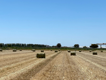 185mt Wheaten Hay 500-550kg 8x4x3 Bales