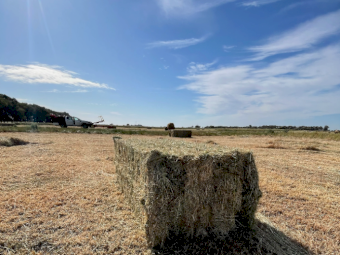 70mt Clover Hay 600-650kg 8x4x3 Bales