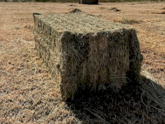 70mt Clover Hay 600-650kg 8x4x3 Bales