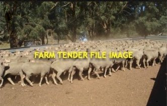 " WANTED " 50 X Merino Ewes