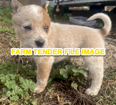 WANTED Red Heeler Puppy