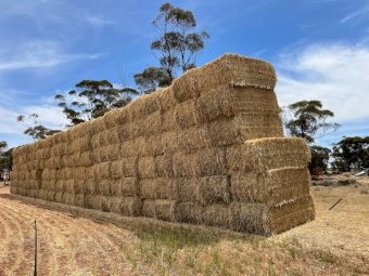 2023 Season Wheaten Hay