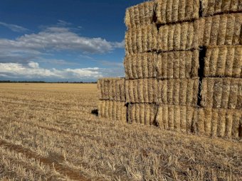 80 mt Oat Straw Hay 23/24 Season