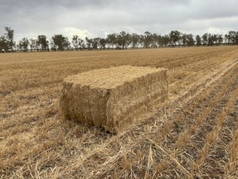 80 mt Oat Straw Hay 23/24 Season