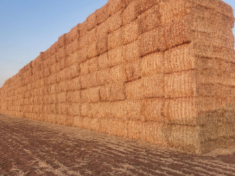 500mt Barley Straw 500-520kg 8x4x3 Bales