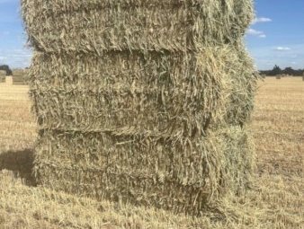 Wheaten Hay 8x4x3 Bales