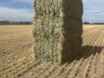 Wheaten Hay 8x4x3 Bales