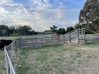 "" Price slashed"" Cattle yards for Removal