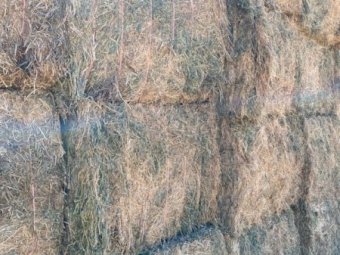 160mt Popany Vetch Hay 620kg 8x4x3 Bales