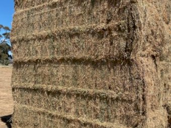 160mt Popany Vetch Hay 620kg 8x4x3 Bales